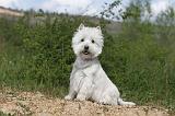 WESTIE 076